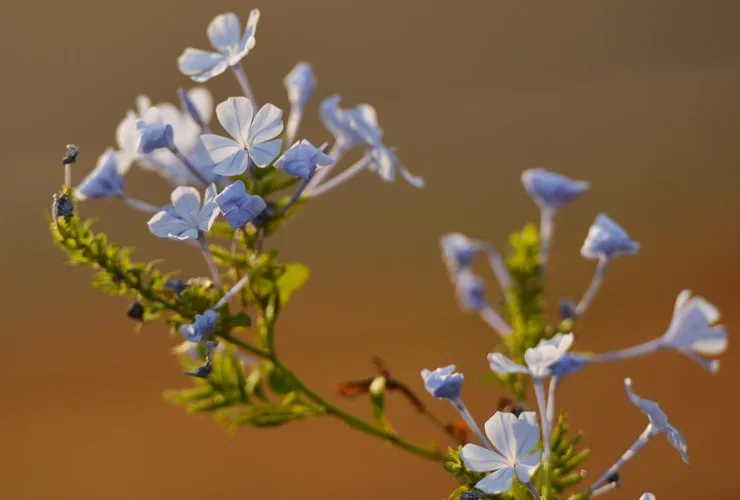 Primavera começa hoje com possibilidade de novo episódio do El Niño