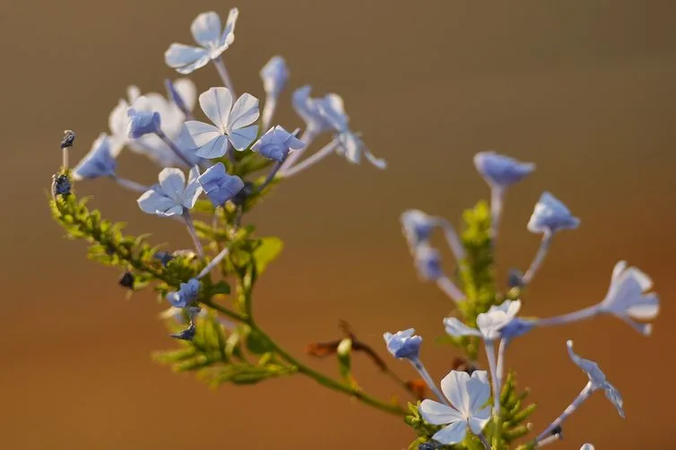 Primavera começa hoje com possibilidade de novo episódio do El Niño
