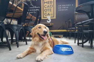 Mercadoteca: evento reúne cães, donos e fãs neste final de semana