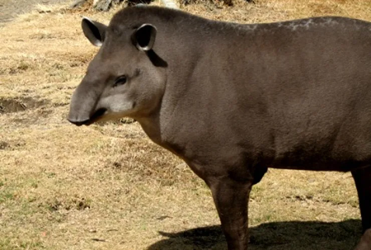 Cocô de anta ajuda a regenerar florestas degradadas na Amazônia