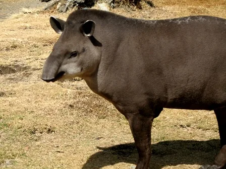 Cocô de anta ajuda a regenerar florestas degradadas na Amazônia