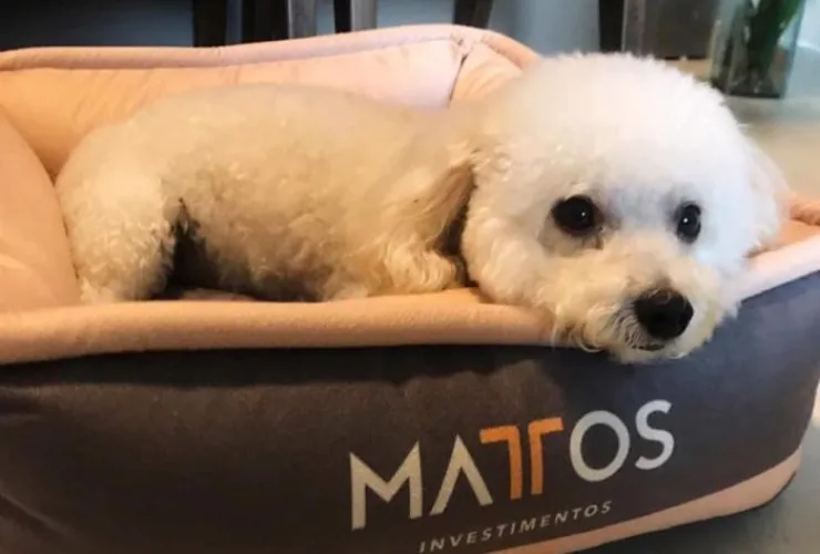 Locação de temporada inclui camas para pets entre facilidades para hóspedes