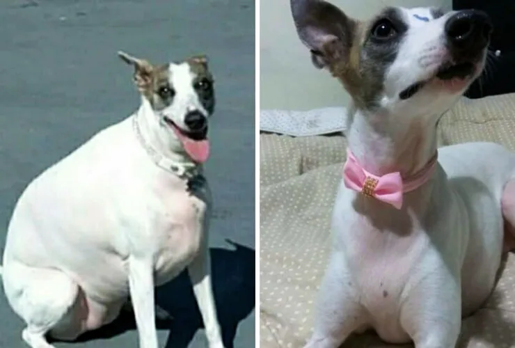 Perder peso e ganhar fama? Canal de TV lança oportunidade para cães de Curitiba