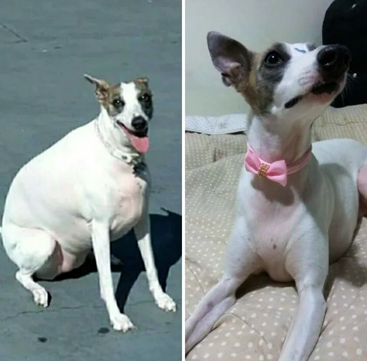 Perder peso e ganhar fama? Canal de TV lança oportunidade para cães de Curitiba