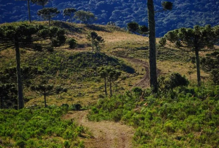 Paranaenses ficam em segundo no Rally Caminhos da Neve