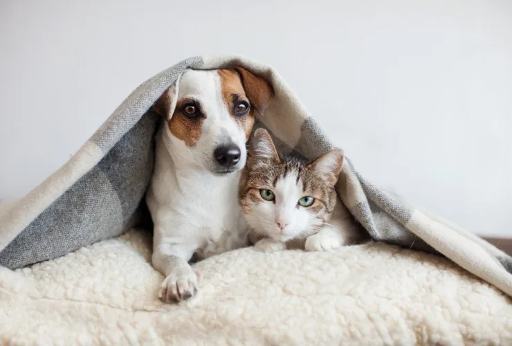 Mitos e verdades sobre gripe de cães e gatos