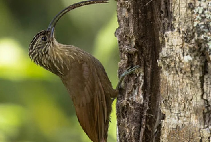 Dez aves para observar no seu próximo passeio