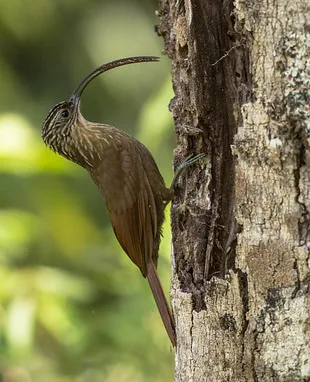 Dez aves para observar no seu próximo passeio