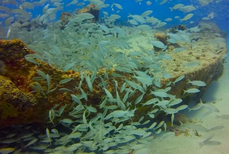 Embarcações naufragadas serão protegidas por Unidade de Conservação