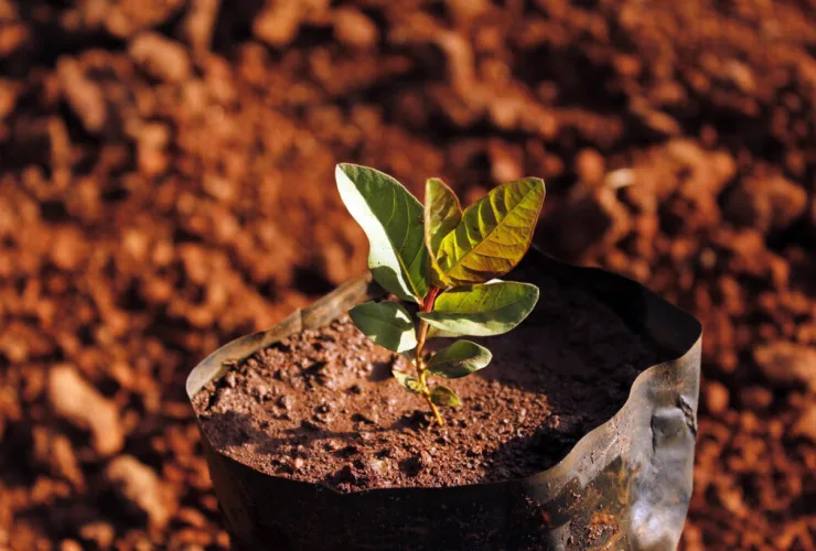 Construtora planta mais de 5,6 mil árvores no Paraná em 2019