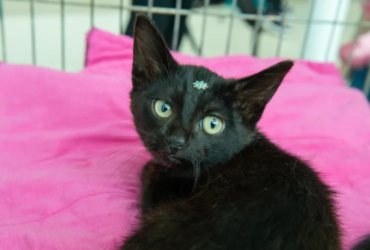 Neste domingo (20) tem Feira de Adoção de cães e gatos no Boulevard Londrina Shopping