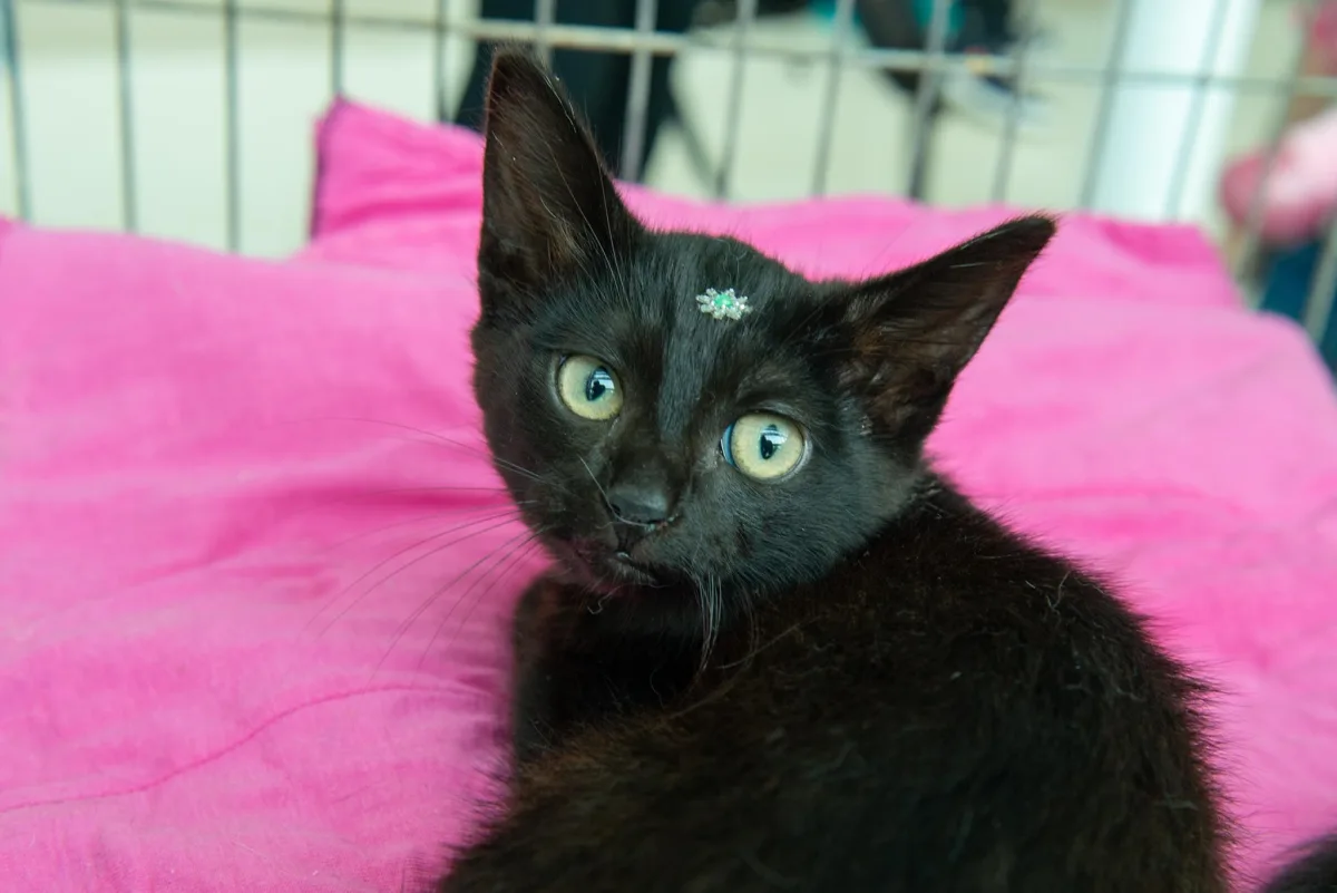 Neste domingo (20) tem Feira de Adoção de cães e gatos no Boulevard Londrina Shopping