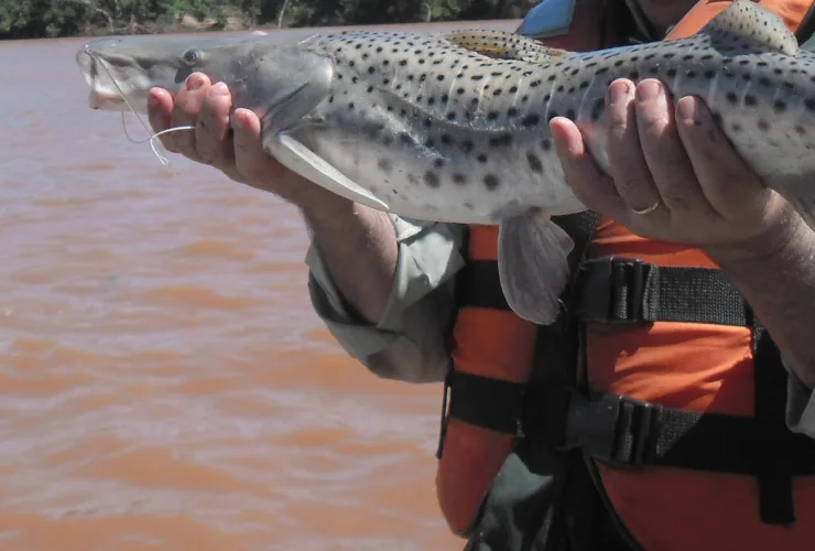 Paraná proíbe pesca durante crise hídrica