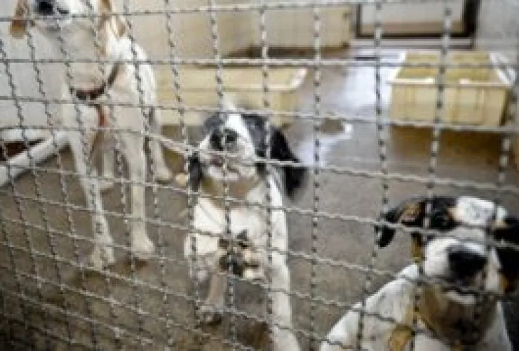 Adoção de animais domésticos é opção em meio ao isolamento social