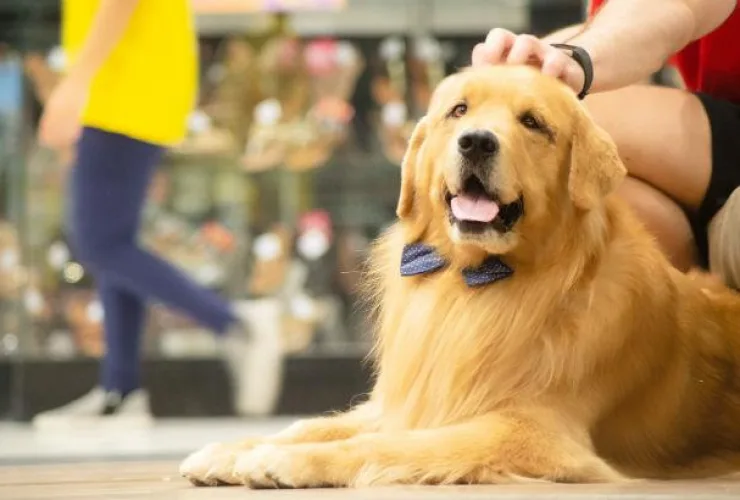 Catuaí Shopping Maringá realiza evento recreativo e gratuito para pets neste fim de semana