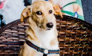 Shopping e Ong promovem campanha de adoção de pets