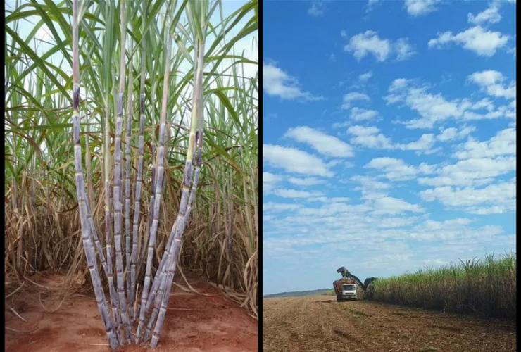 UFPR lança quatro novas variedades de cana-de-açúcar