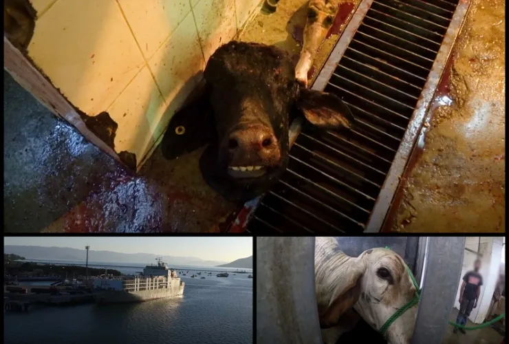 Mais de 800 mil animais vivos sofrem com a exportação no Brasil