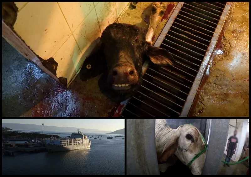 Mais de 800 mil animais vivos sofrem com a exportação no Brasil