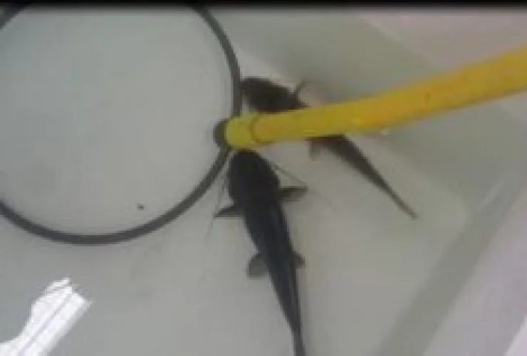 Estudo inédito da Itaipu e UFPR propõe protocolo para abate humanitário de peixes