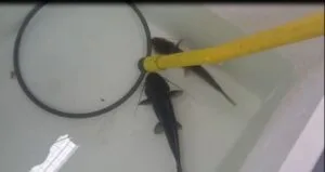 Estudo inédito da Itaipu e UFPR propõe protocolo para abate humanitário de peixes