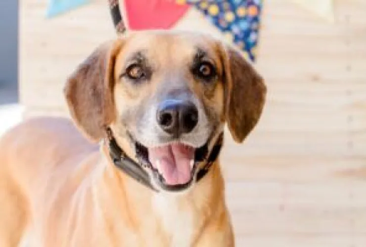 Campanha "Me Leva Pra Casa" tem 15 pets para adoção