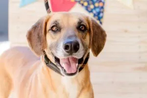 Campanha "Me Leva Pra Casa" tem 15 pets para adoção