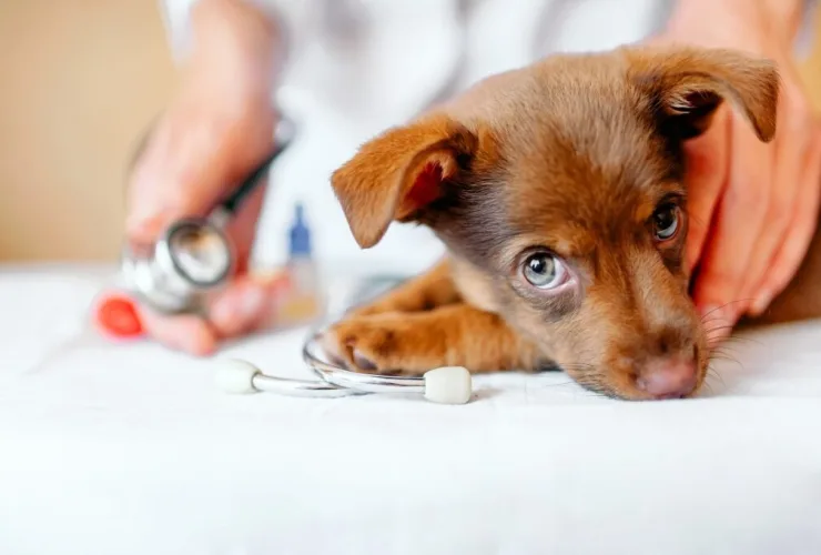 Suplementação pode ser grande aliada na manutenção da saúde dos pets durante inverno