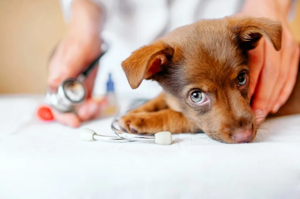 Suplementação pode ser grande aliada na manutenção da saúde dos pets durante inverno