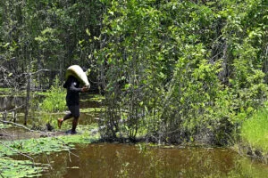 Manejo sustentável e a participação de comunidades serão as principais estratégias para conservação da biodiversidade