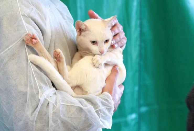 Estado promove campanha de conscientização ao câncer de próstata em pets