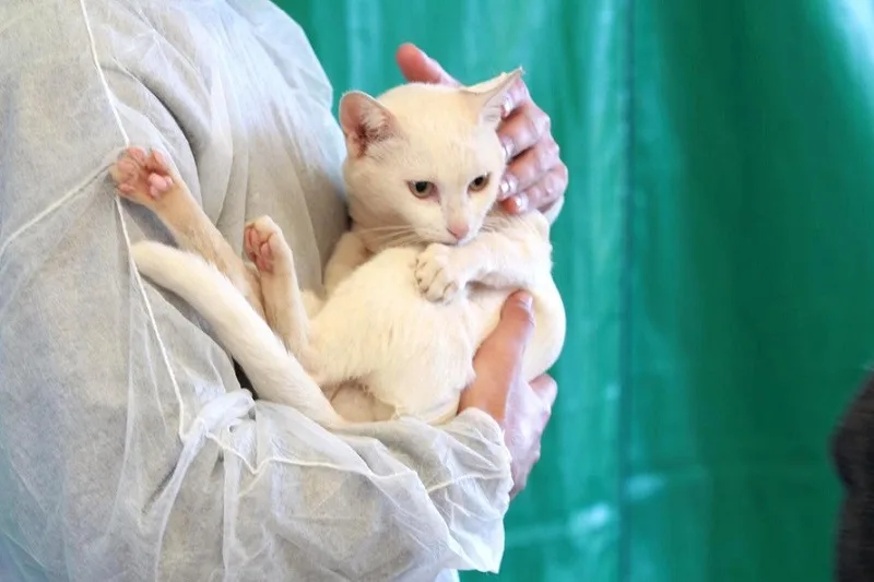 Estado promove campanha de conscientização ao câncer de próstata em pets