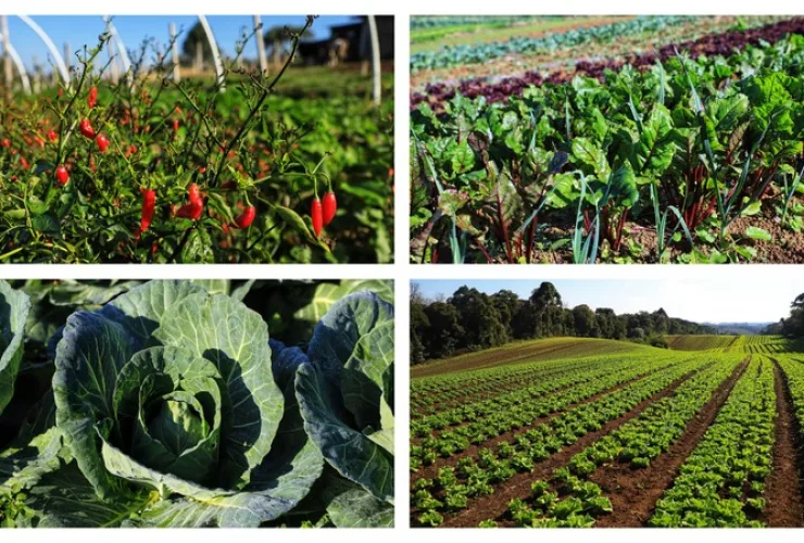 Com milhares de produtores certificados, Paraná aposta no cultivo de orgânicos
