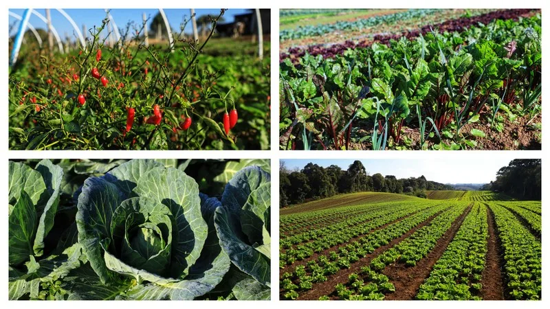 Com milhares de produtores certificados, Paraná aposta no cultivo de orgânicos