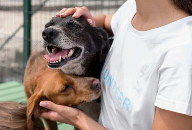 7 cuidados que você precisa ter com seu pet em dias quentes