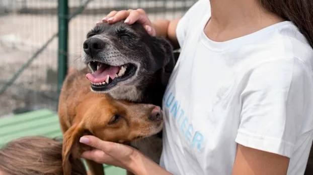7 cuidados que você precisa ter com seu pet em dias quentes
