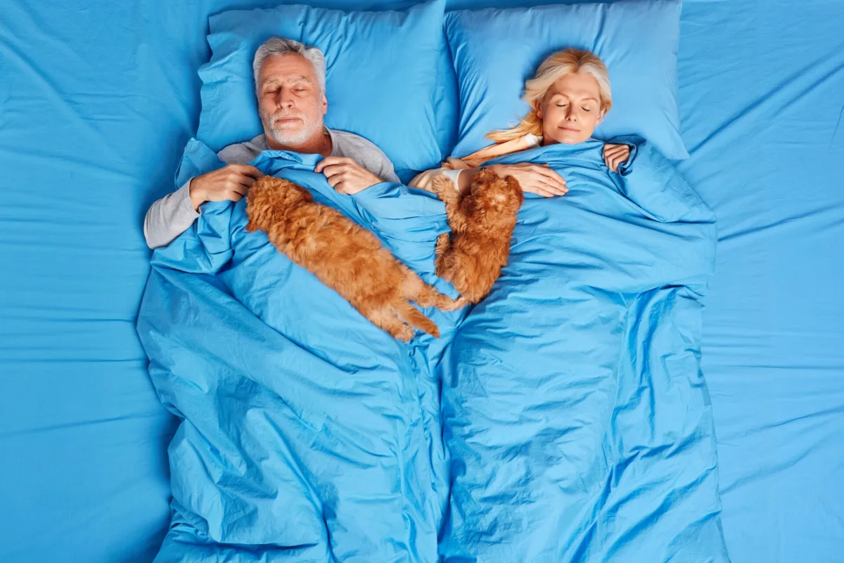 Quais cuidados devemos ter ao dormir com nossos pets?