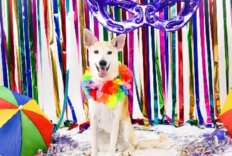 Carnaval no Aurora Shopping terá diversão infantil e encontro de pets