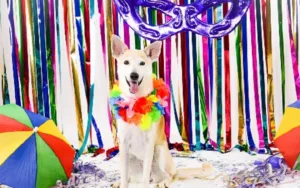 Carnaval no Aurora Shopping terá diversão infantil e encontro de pets