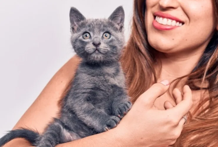 Como lidar com gatos – o que fazer para deixá-los à vontade?