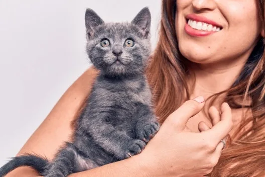 Como lidar com gatos – o que fazer para deixá-los à vontade?