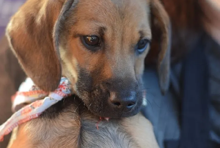 Encontro de adoção de cães será realizado neste sábado (2), no Shopping Curitiba