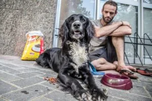 Com venda de livros, Editora MOL e Grupo Petz arrecadam mais de R$ 3 milhões para ONGs de proteção animal
