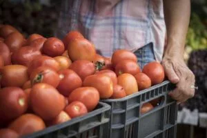 Economia local liberta os pequenos negócios para concorrer com as grandes redes atacadistas