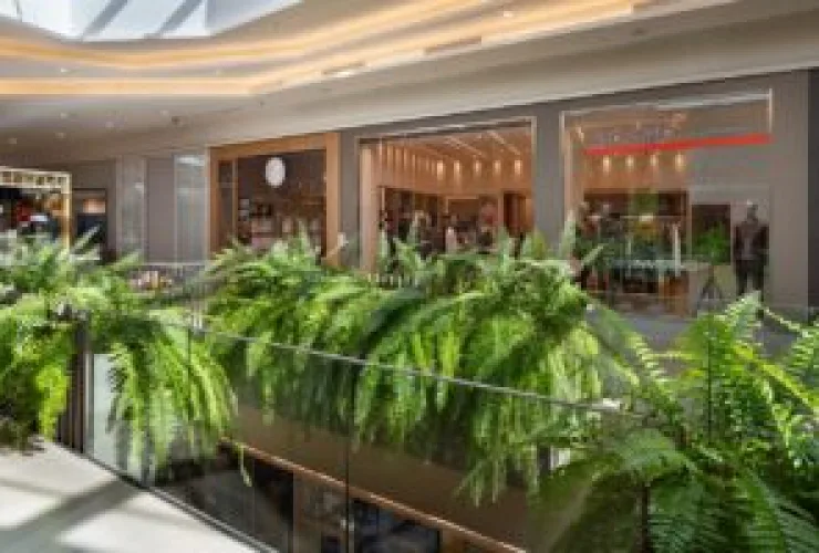 Jockey Plaza Shopping completa 3 anos e distribui mudas de sua samambaia holandesa