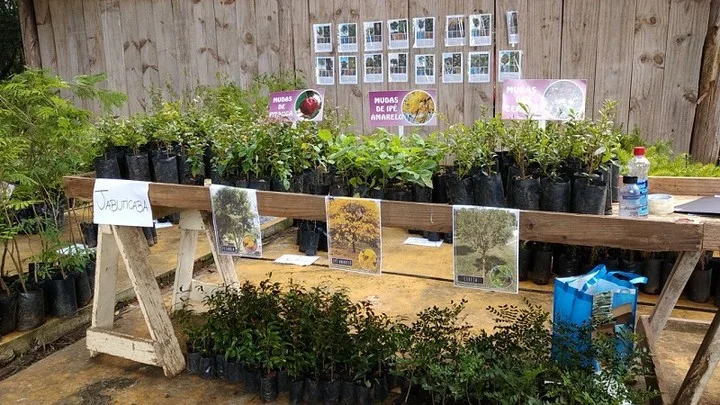 Semana do meio ambiente: horto de Campo Largo trocará material reciclável por mudas de árvores