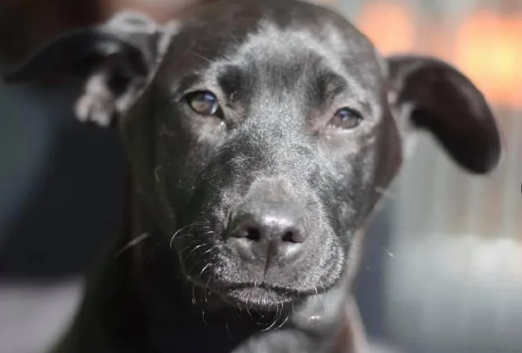 Shopping incentiva a adoção de cães, com encontro neste sábado (4)