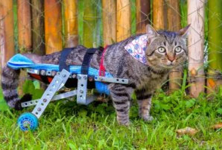 Adoção animal: o que você precisa saber para mudar a sua vida e a de um pet