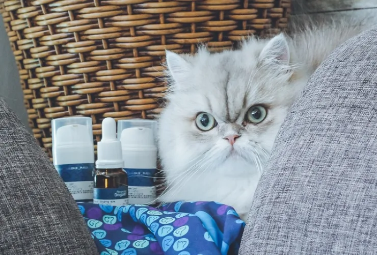 Dia Internacional do Gato: conhecer hábitos e gostos é o primeiro passo para uma boa saúde