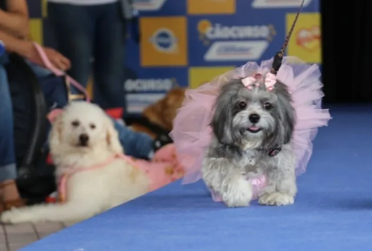 Condor realiza Cãocurso com premiação para os cãezinhos mais estilosos e simpáticos da passarela